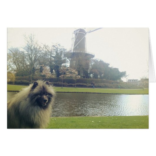 Keeshond and Windmill Cards (Front Horizontal)