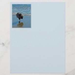 Keeshond Ballet Photograph - Cute Original Dog Art
