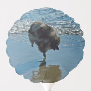 Keeshond Ballet Photograph - Cute Original Dog Art Balloon