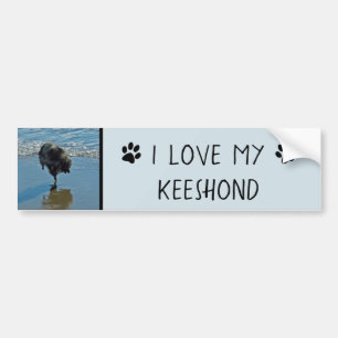 Keeshond Ballet Photograph - Cute Original Dog Art Bumper Sticker