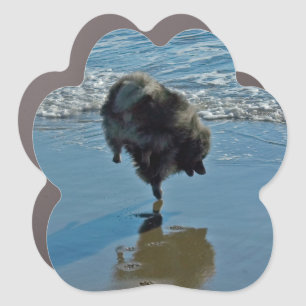 Keeshond Ballet Photograph - Cute Original Dog Art Car Magnet