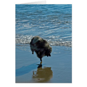 Keeshond Ballet Photograph - Cute Original Dog Art Cards