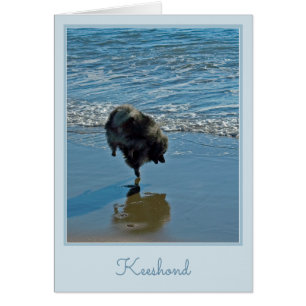 Keeshond Ballet Photograph - Cute Original Dog Art Cards