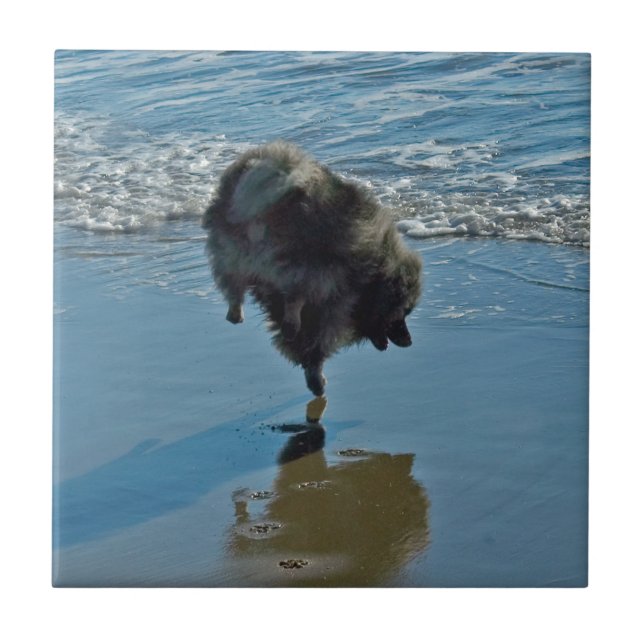 Keeshond Ballet Photograph - Cute Original Dog Art Ceramic Tile (Front)