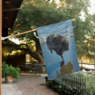 Keeshond Ballet Photograph - Cute Original Dog Art House Flag