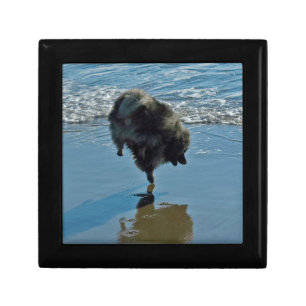 Keeshond Ballet Photograph - Cute Original Dog Art Jewelry Box