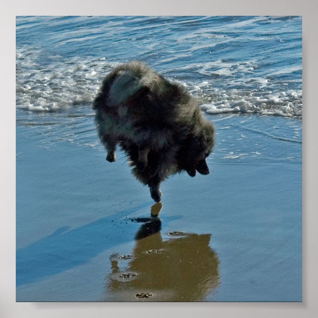 Keeshond Ballet Photograph - Cute Original Dog Art Poster (Front)