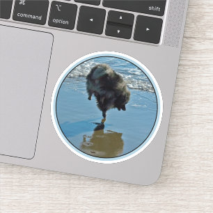 Keeshond Ballet Photograph - Cute Original Dog Art Sticker