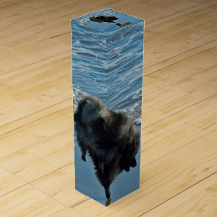 Keeshond Ballet Photograph - Cute Original Dog Art Wine Box
