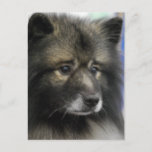 Keeshond Dog Postcard