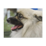 Keeshond Dog  Postcard