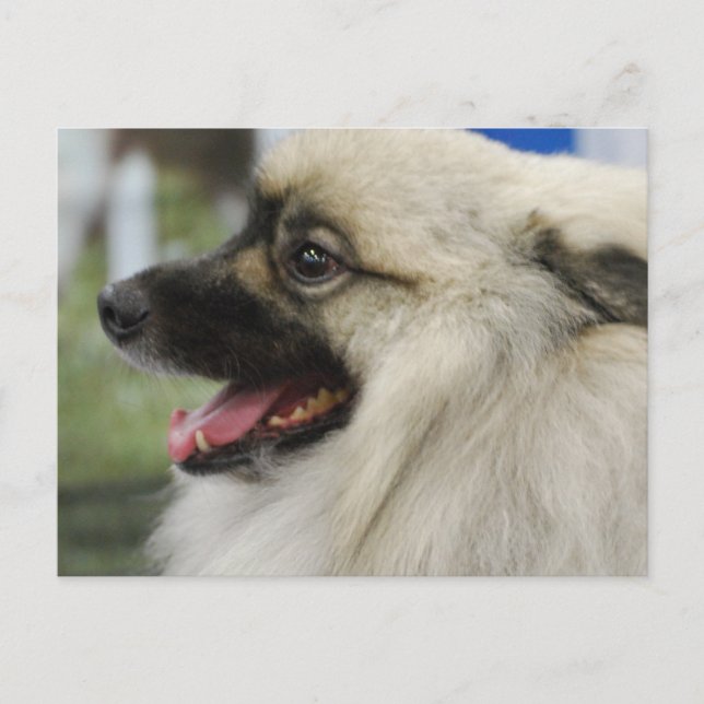 Keeshond Dog  Postcard (Front)