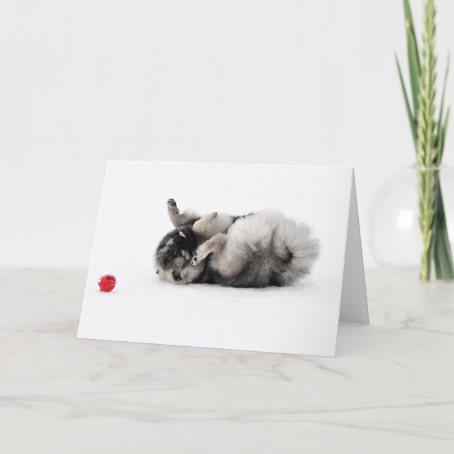 Keeshond Greeting Card (Front)