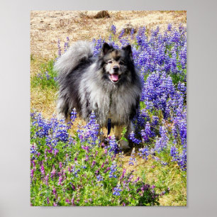 Keeshond in the Lupine Bloom Poster