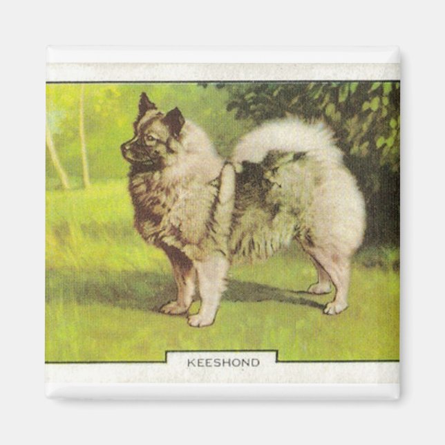 Keeshond Magnet (Front)