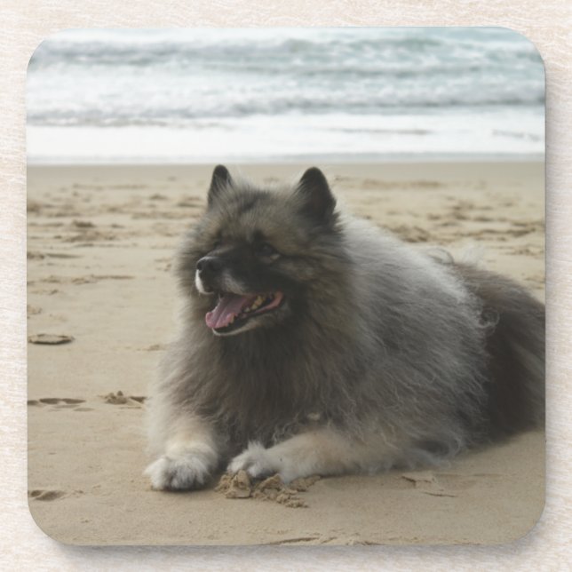keeshond on beach.png drink coaster (Front)