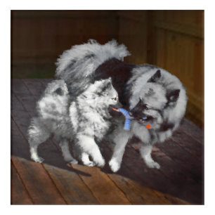 Keeshond Playtime Painting - Cute Original Dog Art