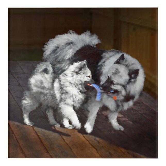 Keeshond Playtime Painting - Cute Original Dog Art (Front)