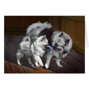 Keeshond Playtime Painting - Cute Original Dog Art Cards