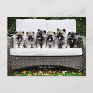 Keeshond puppies postcard