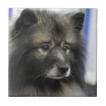 Keeshond Tile