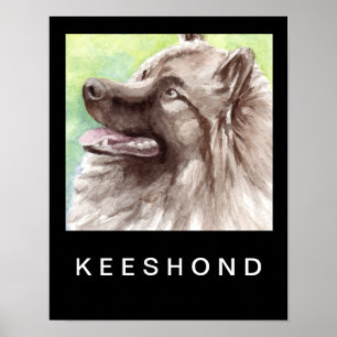 Keeshond Watercolor Portrait Poster