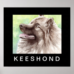 Keeshond Watercolor Portrait Poster