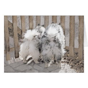 Keeshonds at the Gate Painting - Original Dog Art Cards