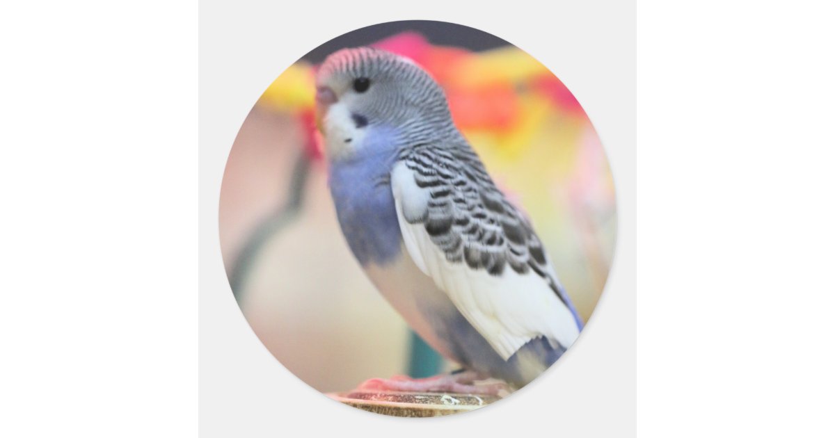 Keet Classic Round Sticker | Zazzle
