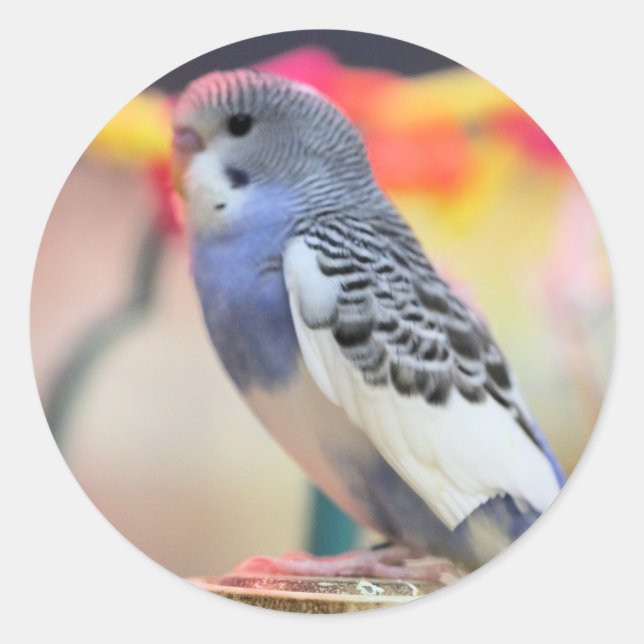 Keet Classic Round Sticker (Front)
