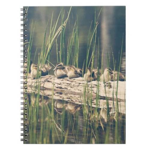 Kelly Nickels Photography  Ducks on a log Notebook