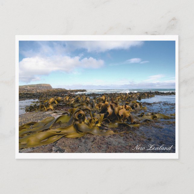 Kelp Coast, Rocky Scenery, New Zealand Postcard (Front)