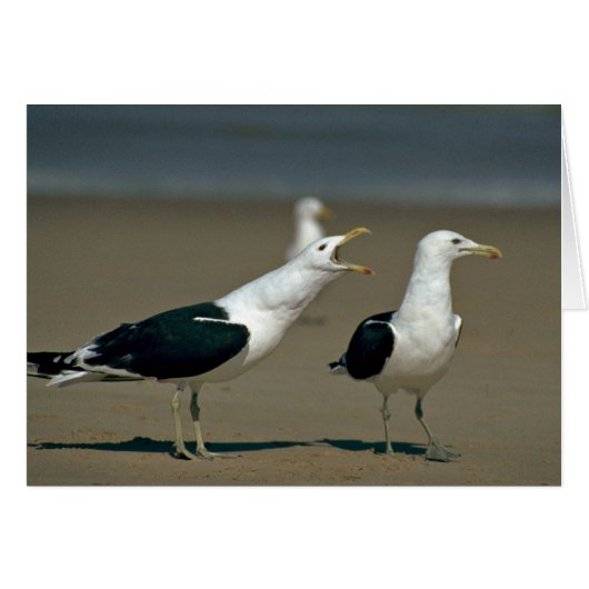 Kelp Gull Cards (Front Horizontal)