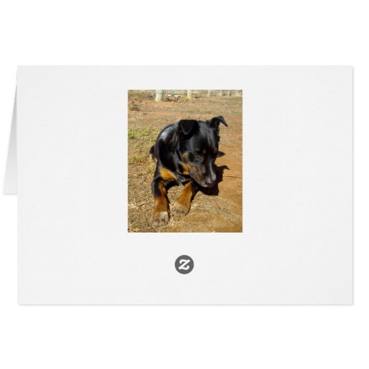 Kelpie_Farm_Life,_ (Back Horizontal)