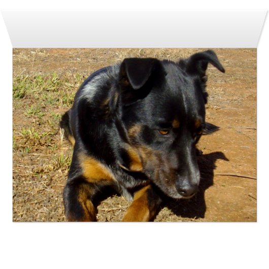 Kelpie_Farm_Life,_ (Inside Horizontal (Bottom))