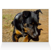 Kelpie_Farm_Life,_ (Inside Horizontal (Top))