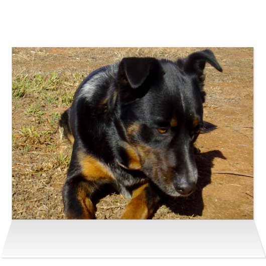 Kelpie_Farm_Life,_ (Inside Horizontal (Top))