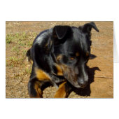 Kelpie_Farm_Life,_ (Front Horizontal)