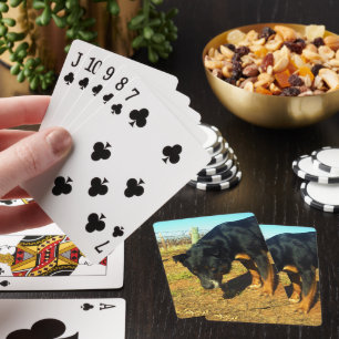Kelpie Sooky Face, Poker Cards