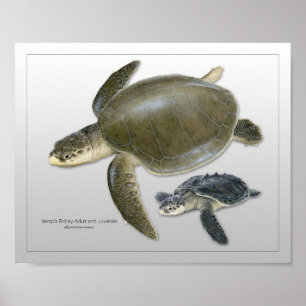 Kemp's Ridley Sea Turtle Adult and Juvenile Print