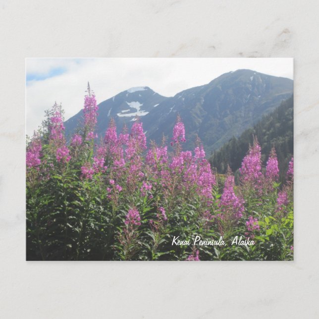 Kenai Peninsula, Alaska Postcard (Front)