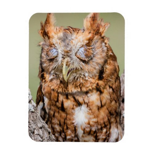Kendall County Texas Eastern Screech_Owl 1 Magnet