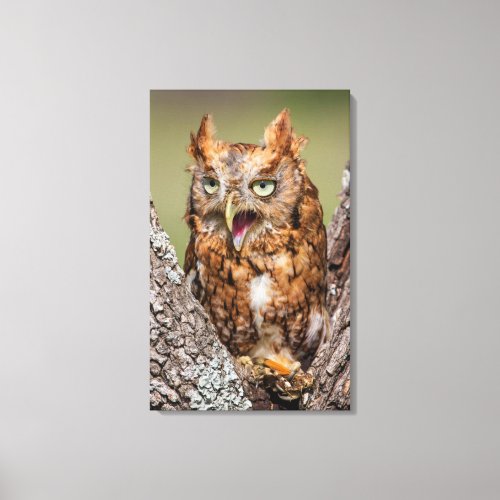 Kendall County Texas Eastern Screech_Owl 2 Canvas Print