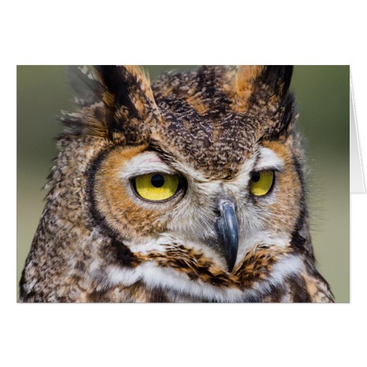 Kendall County, Texas. Great Horned Owl (Front Horizontal)