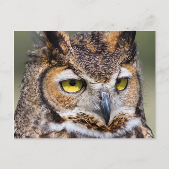 Kendall County, Texas. Great Horned Owl Postcard (Front)
