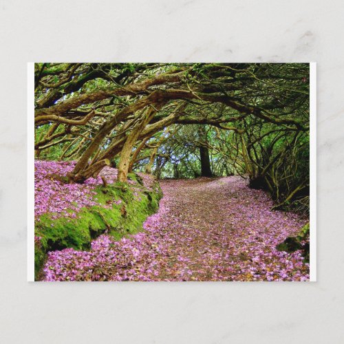 Kenmare Rhododendron Tunnel Postcard