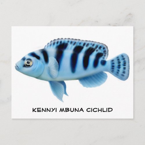 Kennyi African Cichlid Postcard