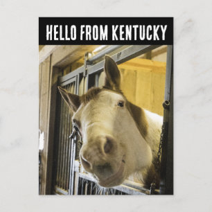 KENTUCCKY HORSE SMILING FUNNY POSTCARD