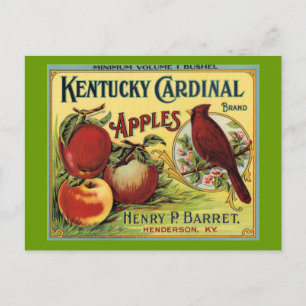 Kentucky Cardinal Bird Postcard