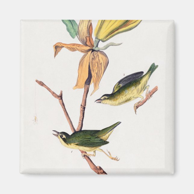 Kentucky Fly-catching Warbler Birds Illustration Magnet (Front)